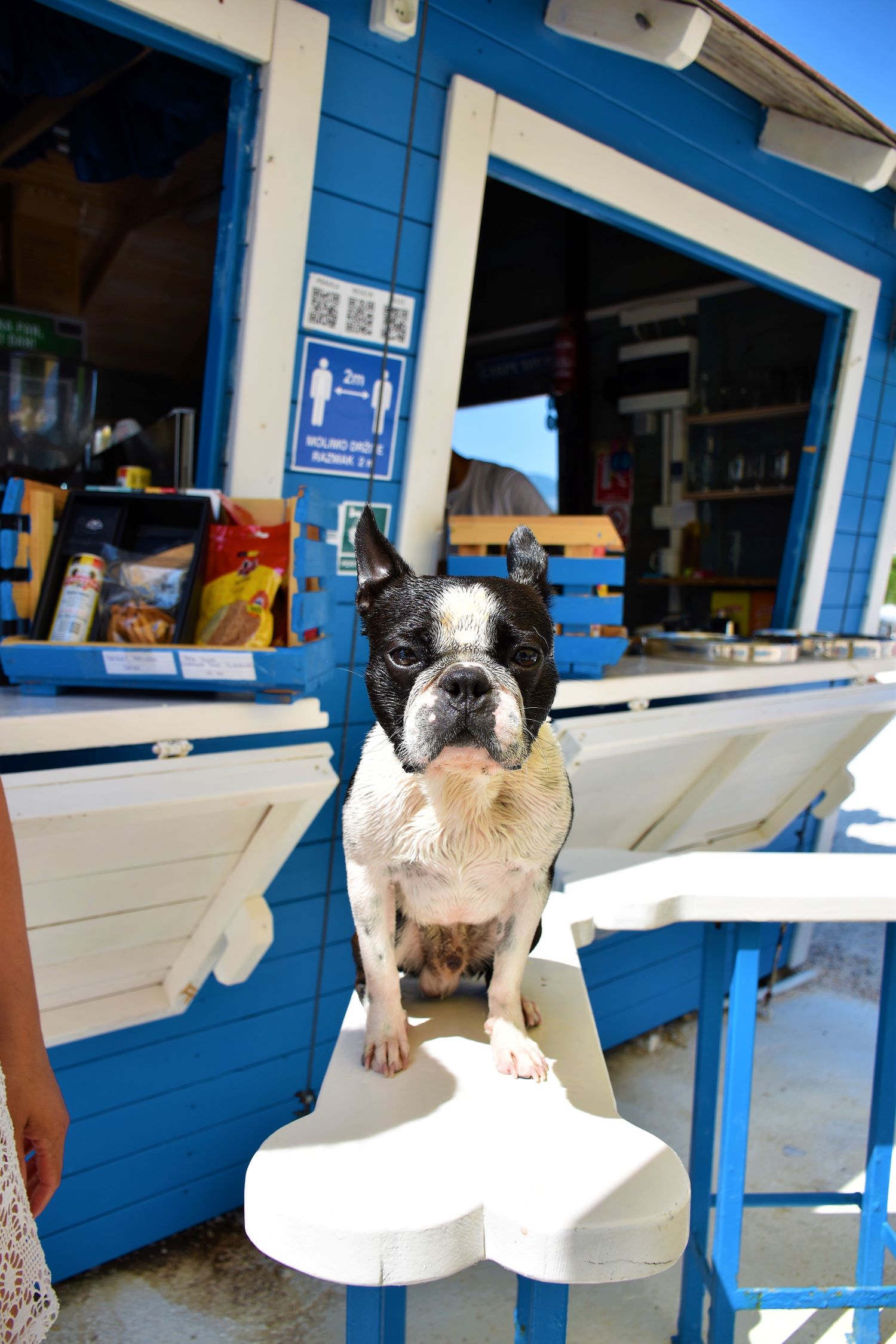 Montys dog beach & bar, Adriatic Sea, dog beach, pet beach, Croatia, dog lovers, vacation, dog beaches, Crikvenica, Rab, Rab Island, free beach for dogs, free beach, dog beer, dog ice cream, Monty's dog beach & bar, Jadransko more, plaža za pse, plaža za kućne ljubimce, Hrvatska, ljubitelji pasa, odmor, plaže za pse, Crikvenica, Rab, otok Rab, besplatna plaža za pse, besplatna plaža, pseće pivo, pseći sladoled,