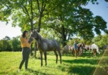 Lipica Stud Farm, Lipica Slovenia, Lipica horses, Lipizzaner horses, Lipica tours, Lipica accommodation, Lipica attractions, Lipica horse shows, Lipica horseback riding, Lipica equestrian center, Lipica breed, Lipica history, Lipica things to do, Lipica sightseeing, Lipica travel guide,Lipizzaner Museum, Carriage Museum Lipica, Lipica, Lipizzan School of Classical Riding,  Ergela Lipica, Lipica Slovenija, Lipica konji, Lipicanci, Lipica tours, Lipica smještaj, Lipica atrakcije, Lipica izložbe konja, Lipica jahanje, Lipica konjički centar, Lipicanci pasmina, Lipica povijest, Lipica što raditi, Lipica znamenitosti, Lipica turistički vodič, Muzej lipicanaca, Muzej kočija Lipica, Lipica, Lipicanska škola klasičnog jahanja,