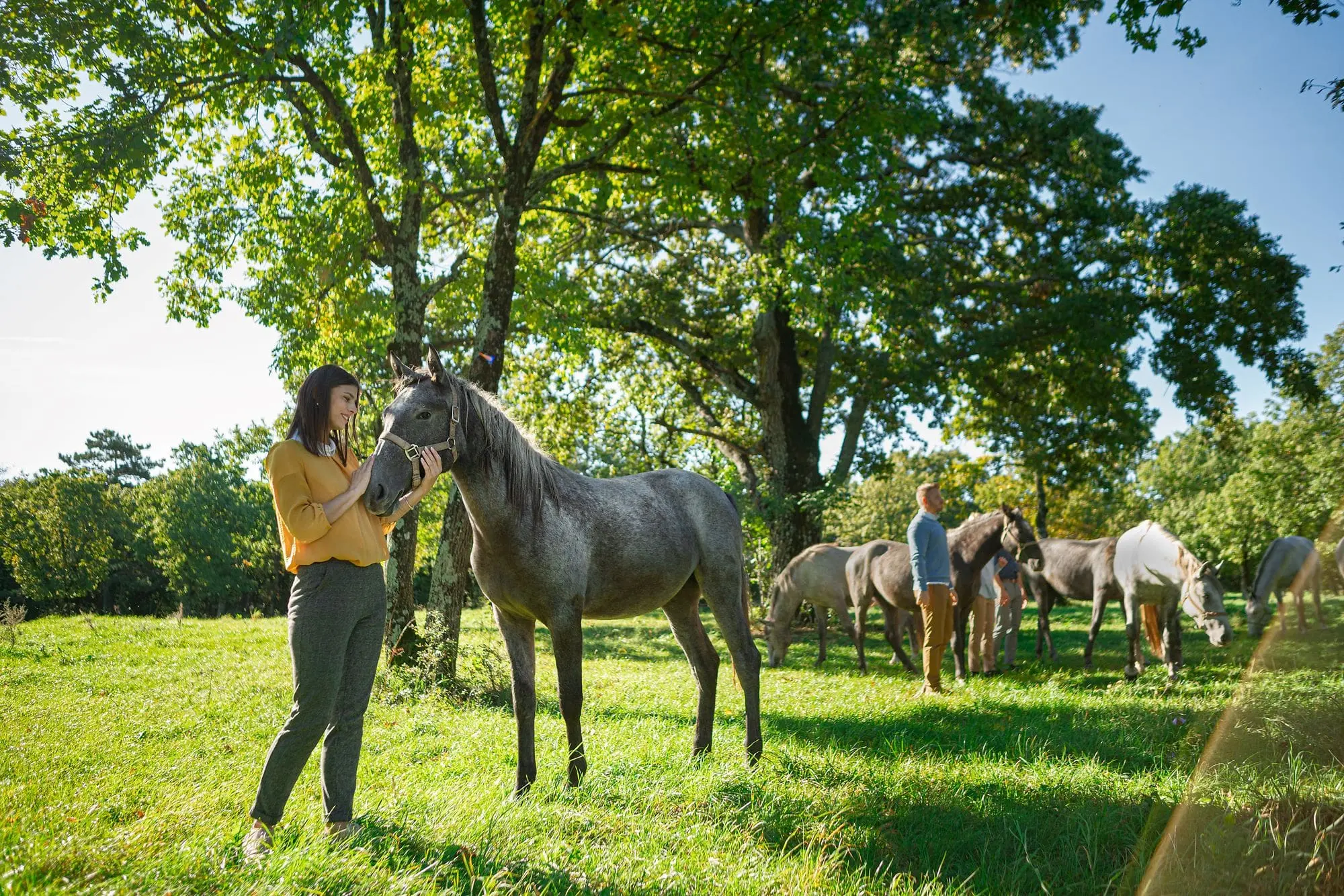Lipica Stud Farm, Lipica Slovenia, Lipica horses, Lipizzaner horses, Lipica tours, Lipica accommodation, Lipica attractions, Lipica horse shows, Lipica horseback riding, Lipica equestrian center, Lipica breed, Lipica history, Lipica things to do, Lipica sightseeing, Lipica travel guide,Lipizzaner Museum, Carriage Museum Lipica, Lipica, Lipizzan School of Classical Riding,  Ergela Lipica, Lipica Slovenija, Lipica konji, Lipicanci, Lipica tours, Lipica smještaj, Lipica atrakcije, Lipica izložbe konja, Lipica jahanje, Lipica konjički centar, Lipicanci pasmina, Lipica povijest, Lipica što raditi, Lipica znamenitosti, Lipica turistički vodič, Muzej lipicanaca, Muzej kočija Lipica, Lipica, Lipicanska škola klasičnog jahanja,