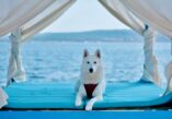 Montys dog beach & bar, Adriatic Sea, dog beach, pet beach, Croatia, dog lovers, vacation, dog beaches, Crikvenica, Rab, Rab Island, free beach for dogs, free beach, dog beer, dog ice cream, Monty's dog beach & bar, Jadransko more, plaža za pse, plaža za kućne ljubimce, Hrvatska, ljubitelji pasa, odmor, plaže za pse, Crikvenica, Rab, otok Rab, besplatna plaža za pse, besplatna plaža, pseće pivo, pseći sladoled,