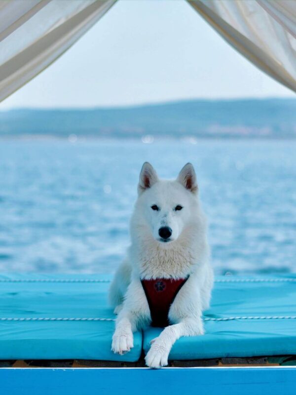 Montys dog beach & bar, Adriatic Sea, dog beach, pet beach, Croatia, dog lovers, vacation, dog beaches, Crikvenica, Rab, Rab Island, free beach for dogs, free beach, dog beer, dog ice cream, Monty's dog beach & bar, Jadransko more, plaža za pse, plaža za kućne ljubimce, Hrvatska, ljubitelji pasa, odmor, plaže za pse, Crikvenica, Rab, otok Rab, besplatna plaža za pse, besplatna plaža, pseće pivo, pseći sladoled,