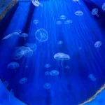 aquariums in Croatia, AQuarium Crikvenica, Acquario di Ciquenizza, Aquatika Aquarium, Aquatika Aquarium Karlovac, Aquatika karlovac, Aquarium Pula, Aquarium Poreč, Rovinj Aquarium, Tropical aquarium Krk, aquarium terrarium krk, Aquarium Terrarium Šibenik, Dubrovnik Aquarium akvariji u Hrvatskoj, Aquarium Crikvenica, Acquario di Ciquenizza, Aquatika Aquarium, Aquatika Aquarium Karlovac, Aquatika karlovac, Aquarium Pula, Aquarium Poreč, Rovinj Aquarium, Tropical aquarium Krk, Aquarium Terrarium krk, Aquarium Terrarium Šibenik, Dubrovnik Aquarium