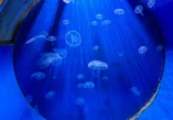 aquariums in Croatia, AQuarium Crikvenica, Acquario di Ciquenizza, Aquatika Aquarium, Aquatika Aquarium Karlovac, Aquatika karlovac, Aquarium Pula, Aquarium Poreč, Rovinj Aquarium, Tropical aquarium Krk, aquarium terrarium krk, Aquarium Terrarium Šibenik, Dubrovnik Aquarium akvariji u Hrvatskoj, Aquarium Crikvenica, Acquario di Ciquenizza, Aquatika Aquarium, Aquatika Aquarium Karlovac, Aquatika karlovac, Aquarium Pula, Aquarium Poreč, Rovinj Aquarium, Tropical aquarium Krk, Aquarium Terrarium krk, Aquarium Terrarium Šibenik, Dubrovnik Aquarium