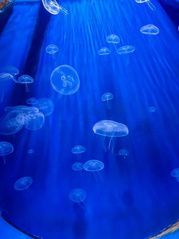 aquariums in Croatia, AQuarium Crikvenica, Acquario di Ciquenizza, Aquatika Aquarium, Aquatika Aquarium Karlovac, Aquatika karlovac, Aquarium Pula, Aquarium Poreč, Rovinj Aquarium, Tropical aquarium Krk, aquarium terrarium krk, Aquarium Terrarium Šibenik, Dubrovnik Aquarium akvariji u Hrvatskoj, Aquarium Crikvenica, Acquario di Ciquenizza, Aquatika Aquarium, Aquatika Aquarium Karlovac, Aquatika karlovac, Aquarium Pula, Aquarium Poreč, Rovinj Aquarium, Tropical aquarium Krk, Aquarium Terrarium krk, Aquarium Terrarium Šibenik, Dubrovnik Aquarium