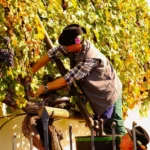the oldest vine in the world, Stara Trta, Maribor, the harvest of Stara trta, Maribor Wine Queen 2023, Academic folklore group Student, najstariji trst na svijetu, Stara trta, Maribor, berba Stare trte, Mariborska vinska kraljica 2023., Akademska folklorna skupina Student