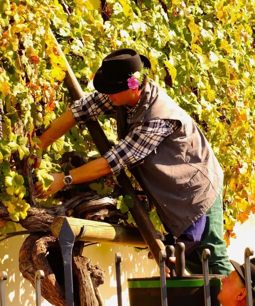 the oldest vine in the world, Stara Trta, Maribor, the harvest of Stara trta, Maribor Wine Queen 2023, Academic folklore group Student, najstariji trst na svijetu, Stara trta, Maribor, berba Stare trte, Mariborska vinska kraljica 2023., Akademska folklorna skupina Student
