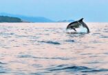 Adriatic Sea, length of Adriatic coast, gulf of the Mediterranean Sea, Mediterranean Sea, Italian Adriatic coast, Italy, Slovenia, Croatia, Bosnia and Herzegovina, Montenegro, Albania, how long is the coast of the Adriatic Sea Jadransko more, dužina jadranske obale, zaljev Sredozemnog mora, Sredozemno more, talijanska obala Jadrana, Italija, Slovenija, Hrvatska, Bosna i Hercegovina, Crna Gora, Albanija, koliko je duga obala Jadranskog mora