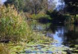 Hutovo Blato, Herzegovina, nature park Hutovo Blato, nature park Herzegovina, Bosnia and Herzegovina, Čapljina, Capljina, Neretva basin, Svitava lake, Hutovo Blato Nature Park, Hutovo blato, Hercegovina, park prirode Hutovo blato, park prirode Hercegovina, Bosna i Hercegovina, Čapljina, Čapljina, sliv Neretve, jezero Svitava, Park prirode Hutovo blato,