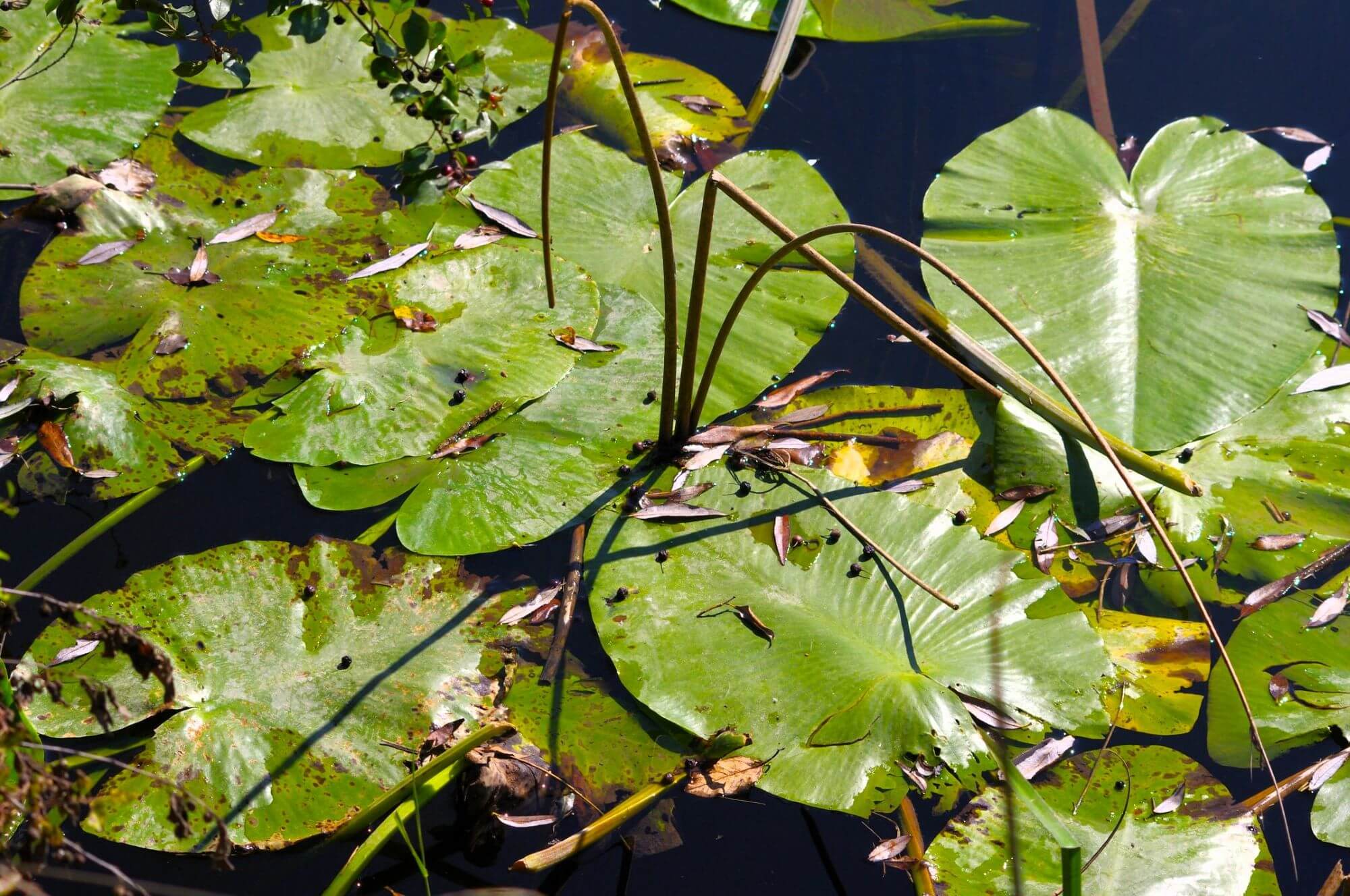 Hutovo Blato, Herzegovina, nature park Hutovo Blato, nature park Herzegovina, Bosnia and Herzegovina, Čapljina, Capljina, Neretva basin, Svitava lake, Hutovo Blato Nature Park, Hutovo blato, Hercegovina, park prirode Hutovo blato, park prirode Hercegovina, Bosna i Hercegovina, Čapljina, Čapljina, sliv Neretve, jezero Svitava, Park prirode Hutovo blato, Pivka lakes, Nature park Lonjsko polje, Hutovo Blato, Nature park Komovi, Bogovë Nature Park, Nature parks Slovenia, Nature parks Croatia, Nature parks Bosnia, Nature parks Montenegro, Nature parks Albania Pivška jezera, Park prirode Lonjsko polje, Hutovo Blato, Park Prirode Komovi, Park prirode Bogovë, Parkovi prirode Slovenija, Parkovi prirode Hrvatska, Parkovi prirode Bosna, Parkovi prirode Crna Gora, Parkovi prirode Albanija