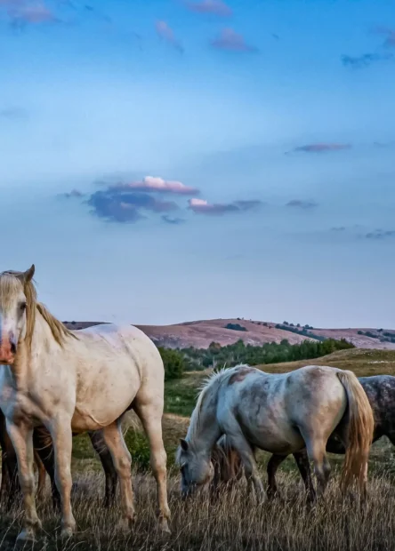 Krug plateau, Livno, Borova glava, wild horses,  Livno wild horses, Livno Wild Horses, Continental Adventure, Via Dinarica, ATV Experience Livno, livno wild horses tour, livno wild horses photos, wild horses near me, which country has wild horses, livno wild horses price, Visoravan Krug, Livno, Borova glava, divlji konji,  Livno wild horses, Livno Wild Horses, Continental Adventure, Via Dinarica, ATV Experience Livno, livno wild horses tour, livno wild horses photos, divlji konji blizu mene, koja zemlja ima divlje konje, livno divlji konji cijena,