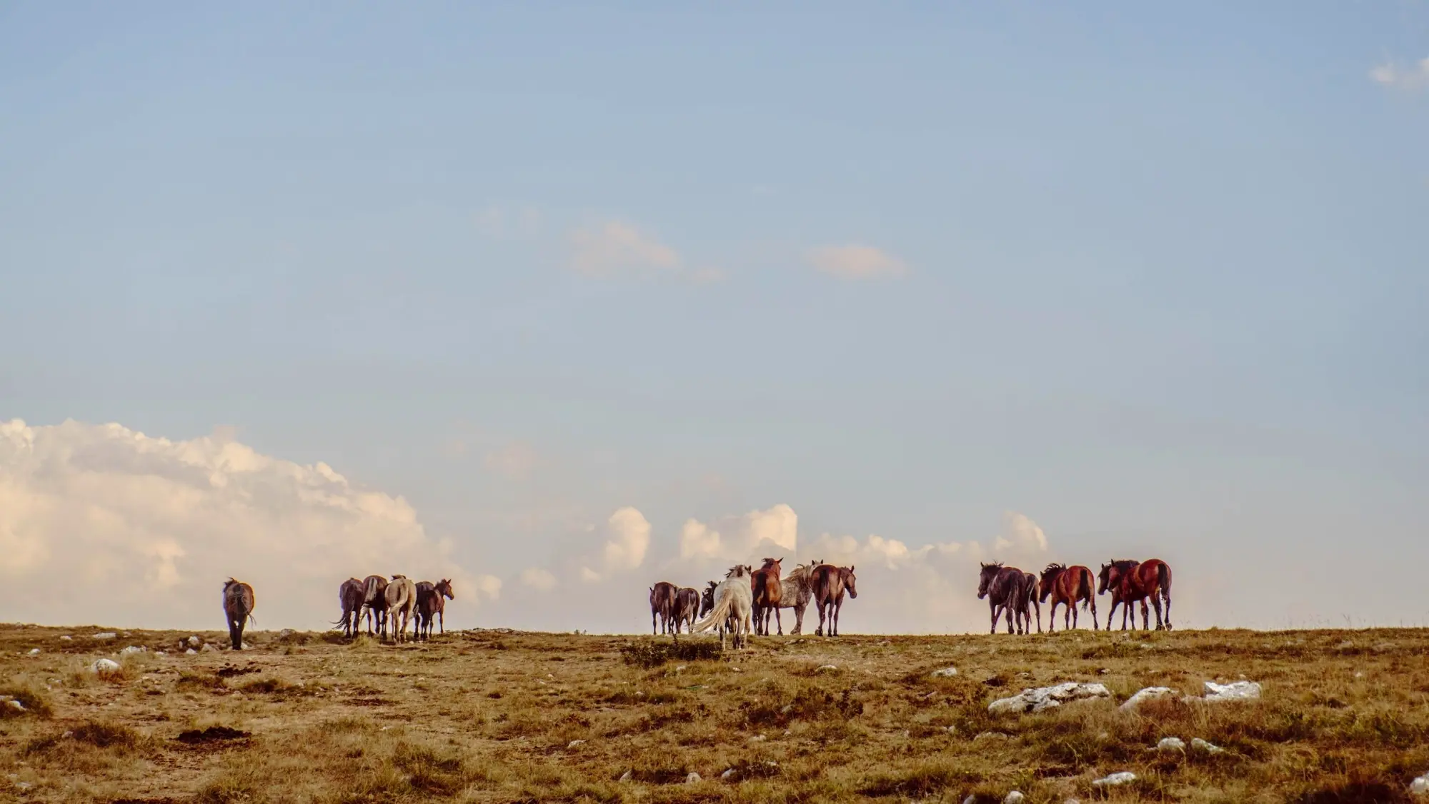 Krug plateau, Livno, Borova glava, wild horses, Livno wild horses, Livno Wild Horses, Continental Adventure, Via Dinarica, ATV Experience Livno, livno wild horses tour, livno wild horses photos, wild horses near me, which country has wild horses, livno wild horses price, Visoravan Krug, Livno, Borova glava, divlji konji, Livno wild horses, Livno Wild Horses, Continental Adventure, Via Dinarica, ATV Experience Livno, livno wild horses tour, livno wild horses photos, divlji konji blizu mene, koja zemlja ima divlje konje, livno divlji konji cijena,