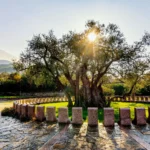 oldest olive tree in Montenegro, olive tree in Montenegro, olive tree in Bar, olive tree Bar, old olive tree Bar, Montenegro,Bar, Tomba village, Old olive tree Montenegro, Old olive tree bar, oldest olive trees in Europe, Mitrovica, natural monument of Montenegro, ticket price to view the Old Olive Tree, Old Olive Tree ticket price najstarije stablo masline u Crnoj Gori, stablo masline u Crnoj Gori, stablo masline u Baru, stablo masline Bar, stablo stare masline Bar, Crna Gora,Bar, selo Tomba, stablo stare masline Crna Gora, bar staro stablo masline, najstarije stablo masline u Evropi, Mitrovica, spomenik prirode Crne Gore, cijena ulaznice za razgled Stare masline, Stara maslina cijena ulaznice, najstarije stablo masline