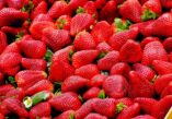 Selce,  Crikvenica Riviera, Selce events, Crikvenica events, Strawberry Festival, Strawberry Festival in Selce, Strawberry Festival Selce, Strawberry Festival Crivkenica, Selce,  Rivijera Crikvenica, događanja u Selcu, događanja u Crikvenici, festival jagoda, festival jagoda u Selcu, festival jagoda Selce, festival jagoda Crivkenica,