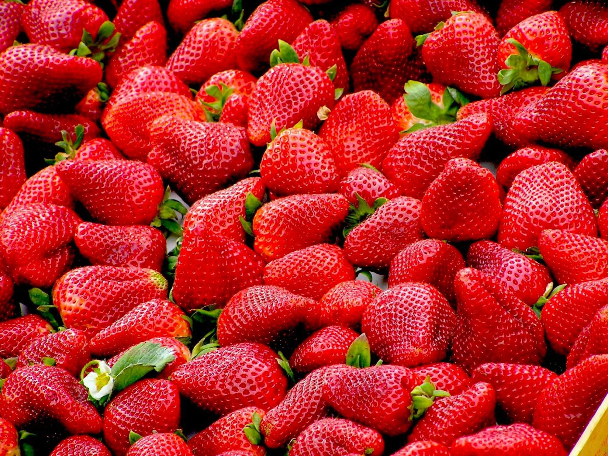 Selce,  Crikvenica Riviera, Selce events, Crikvenica events, Strawberry Festival, Strawberry Festival in Selce, Strawberry Festival Selce, Strawberry Festival Crivkenica, Selce,  Rivijera Crikvenica, događanja u Selcu, događanja u Crikvenici, festival jagoda, festival jagoda u Selcu, festival jagoda Selce, festival jagoda Crivkenica,