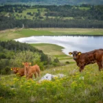 Pivška jezera, rijeka Pivka, Cerknica, Cerkniško jezero, povremena jezera Slovenija, kotlina Pivških jezera, kotlina Pivke, Javornik, Snežnik, Palško jezero, Palčje, Petelinjsko jezero, Šembijsko jezero, Bačko jezero, Laneno jezero, Veliki dol, Kalsko jezero, Kljunov ribnjak, Malo i Veliko zagorsko jezero, Veliko Drskovško jezero, Malo Drskovško jezero, Parsko jezero, Radohovsko jezero, Klenski dol, Krajnikov dol, Jeredovce,  Pivška jezera, Pivka river, Cerknica, Cerkniško lake, occasional lakes Slovenia, Pivške jezera basin, Pivka basin, Javornik, Snežnik, Palško lake, Palčje, Petelinjsko lake, Šembija lake, Bačko lake, Linen lake, Veliki do, Kalsko lake, Kljunov pond, Malo and Veliko Zagorsko lake, Veliko Drskovsko lake, Malo Drskovsko lake, Parsko lake, Radohovsko lake, Klenski dol, Krajnikov dol, Jeredovce,Lake Pal, Kljunov ribnik, Lake Kal,
