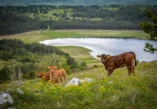 Pivška jezera, rijeka Pivka, Cerknica, Cerkniško jezero, povremena jezera Slovenija, kotlina Pivških jezera, kotlina Pivke, Javornik, Snežnik, Palško jezero, Palčje, Petelinjsko jezero, Šembijsko jezero, Bačko jezero, Laneno jezero, Veliki dol, Kalsko jezero, Kljunov ribnjak, Malo i Veliko zagorsko jezero, Veliko Drskovško jezero, Malo Drskovško jezero, Parsko jezero, Radohovsko jezero, Klenski dol, Krajnikov dol, Jeredovce,  Pivška jezera, Pivka river, Cerknica, Cerkniško lake, occasional lakes Slovenia, Pivške jezera basin, Pivka basin, Javornik, Snežnik, Palško lake, Palčje, Petelinjsko lake, Šembija lake, Bačko lake, Linen lake, Veliki do, Kalsko lake, Kljunov pond, Malo and Veliko Zagorsko lake, Veliko Drskovsko lake, Malo Drskovsko lake, Parsko lake, Radohovsko lake, Klenski dol, Krajnikov dol, Jeredovce,Lake Pal, Kljunov ribnik, Lake Kal,