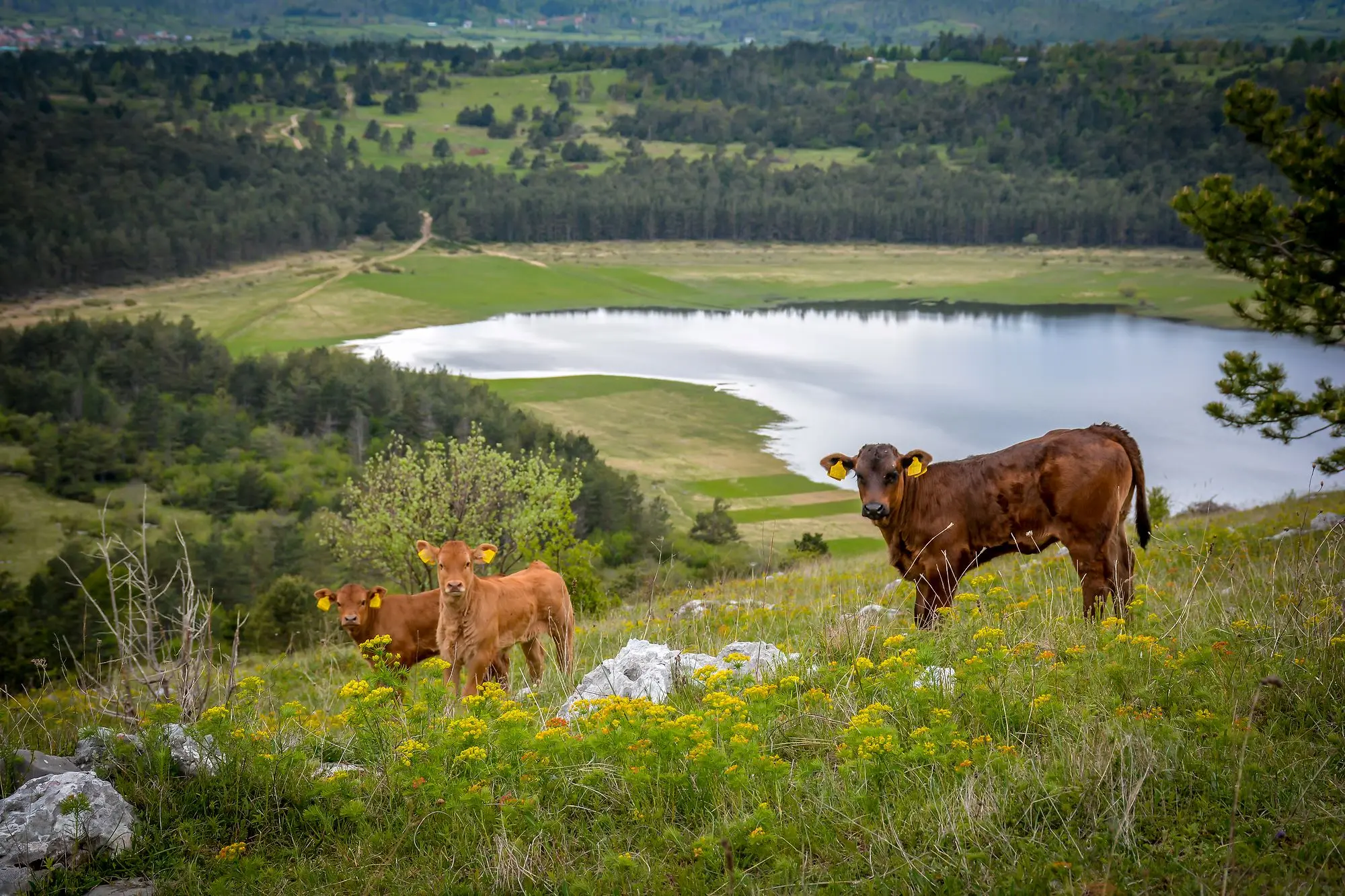 Pivška jezera, rijeka Pivka, Cerknica, Cerkniško jezero, povremena jezera Slovenija, kotlina Pivških jezera, kotlina Pivke, Javornik, Snežnik, Palško jezero, Palčje, Petelinjsko jezero, Šembijsko jezero, Bačko jezero, Laneno jezero, Veliki dol, Kalsko jezero, Kljunov ribnjak, Malo i Veliko zagorsko jezero, Veliko Drskovško jezero, Malo Drskovško jezero, Parsko jezero, Radohovsko jezero, Klenski dol, Krajnikov dol, Jeredovce,  Pivška jezera, Pivka river, Cerknica, Cerkniško lake, occasional lakes Slovenia, Pivške jezera basin, Pivka basin, Javornik, Snežnik, Palško lake, Palčje, Petelinjsko lake, Šembija lake, Bačko lake, Linen lake, Veliki do, Kalsko lake, Kljunov pond, Malo and Veliko Zagorsko lake, Veliko Drskovsko lake, Malo Drskovsko lake, Parsko lake, Radohovsko lake, Klenski dol, Krajnikov dol, Jeredovce,Lake Pal, Kljunov ribnik, Lake Kal,