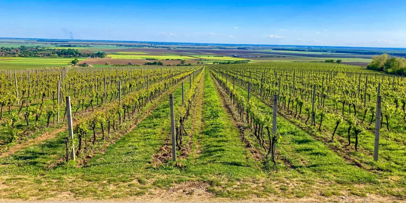 Beli Manastir, Karanac, Baranjska kuća, Beljski vidikovac,Memorijalni kompleks Batinska bitka, Karanačko brdo, Karanačko brdo vidikovac, Karanac vidikovac, Karanac vinska staza, Baranja, Baranja izlet, Baranja što vidjeti, Batinska bitka, vinarija Szabo, Kod Baje,  Karanac vinska cesta, Beljski vidikovac, Baranja, Monument of Batina battle, Baranja village, Karanac, Szabo winery,  Baranja breakfast, Beli Manastir, Karanac, Baranjska kuca, Belj Viewpoint, Battle of Batina Memorial Complex, Karanačko Hill, Karanačko Hill Lookout, Karanac Viewpoint, Karanac Wine Trail, Baranja, Baranja Excursion, Baranja What to See, Battle of Batina, Szabo Winery, Kod Baje, Karanac Wine Trail road, Belje viewpoint, Belje wine road, Baranja restaurant,