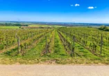 Beli Manastir, Karanac, Baranjska kuća, Beljski vidikovac,Memorijalni kompleks Batinska bitka, Karanačko brdo, Karanačko brdo vidikovac, Karanac vidikovac, Karanac vinska staza, Baranja, Baranja izlet, Baranja što vidjeti, Batinska bitka, vinarija Szabo, Kod Baje,  Karanac vinska cesta, Beljski vidikovac, Baranja, Monument of Batina battle, Baranja village, Karanac, Szabo winery,  Baranja breakfast, Beli Manastir, Karanac, Baranjska kuca, Belj Viewpoint, Battle of Batina Memorial Complex, Karanačko Hill, Karanačko Hill Lookout, Karanac Viewpoint, Karanac Wine Trail, Baranja, Baranja Excursion, Baranja What to See, Battle of Batina, Szabo Winery, Kod Baje, Karanac Wine Trail road, Belje viewpoint, Belje wine road, Baranja restaurant,