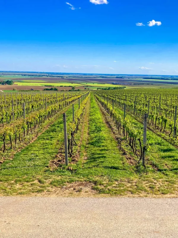 Beli Manastir, Karanac, Baranjska kuća, Beljski vidikovac,Memorijalni kompleks Batinska bitka, Karanačko brdo, Karanačko brdo vidikovac, Karanac vidikovac, Karanac vinska staza, Baranja, Baranja izlet, Baranja što vidjeti, Batinska bitka, vinarija Szabo, Kod Baje,  Karanac vinska cesta, Beljski vidikovac, Baranja, Monument of Batina battle, Baranja village, Karanac, Szabo winery,  Baranja breakfast, Beli Manastir, Karanac, Baranjska kuca, Belj Viewpoint, Battle of Batina Memorial Complex, Karanačko Hill, Karanačko Hill Lookout, Karanac Viewpoint, Karanac Wine Trail, Baranja, Baranja Excursion, Baranja What to See, Battle of Batina, Szabo Winery, Kod Baje, Karanac Wine Trail road, Belje viewpoint, Belje wine road, Baranja restaurant,