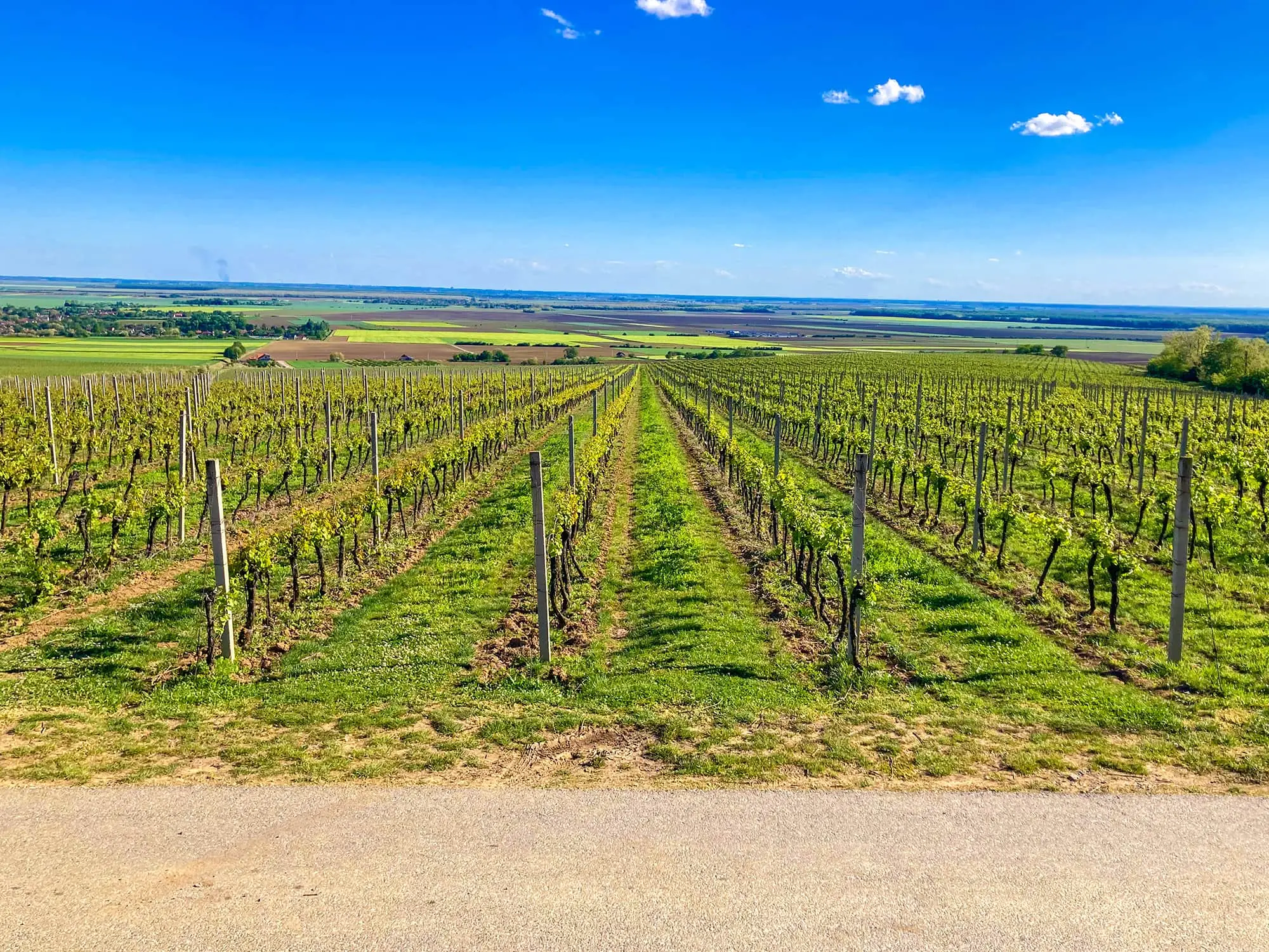 Beli Manastir, Karanac, Baranjska kuća, Beljski vidikovac,Memorijalni kompleks Batinska bitka, Karanačko brdo, Karanačko brdo vidikovac, Karanac vidikovac, Karanac vinska staza, Baranja, Baranja izlet, Baranja što vidjeti, Batinska bitka, vinarija Szabo, Kod Baje,  Karanac vinska cesta, Beljski vidikovac, Baranja, Monument of Batina battle, Baranja village, Karanac, Szabo winery,  Baranja breakfast, Beli Manastir, Karanac, Baranjska kuca, Belj Viewpoint, Battle of Batina Memorial Complex, Karanačko Hill, Karanačko Hill Lookout, Karanac Viewpoint, Karanac Wine Trail, Baranja, Baranja Excursion, Baranja What to See, Battle of Batina, Szabo Winery, Kod Baje, Karanac Wine Trail road, Belje viewpoint, Belje wine road, Baranja restaurant,
