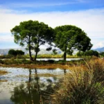 Shëngjin, Rezervat Kune Vain Tale, Kune Vain Tale, lagune Albanija, Tale, Tale Albanija, Albanija, rijeka Drim, Lezha, Lezha plaže, dvorac Lezha, Albanija lagune,  Shëngjin, Reserve Kune Vain Tale, Kune Vain Tale, Lagoons Albania, Tale, Tale Albania, Albania, River Drim, Lezha, Lezha Beaches, Lezha Castle, Albania Lagoons,