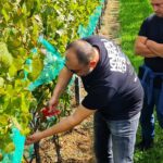 Tomislavgrad, Knebu Winery, Ivica Dilber, Knebu wines, Tomislavgrad, Vinarija Knebu, Ivica Dilber, Vina Knebu,