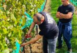 Tomislavgrad, Knebu Winery, Ivica Dilber, Knebu wines, Tomislavgrad, Vinarija Knebu, Ivica Dilber, Vina Knebu,