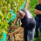 Tomislavgrad, Knebu Winery, Ivica Dilber, Knebu wines, Tomislavgrad, Vinarija Knebu, Ivica Dilber, Vina Knebu,