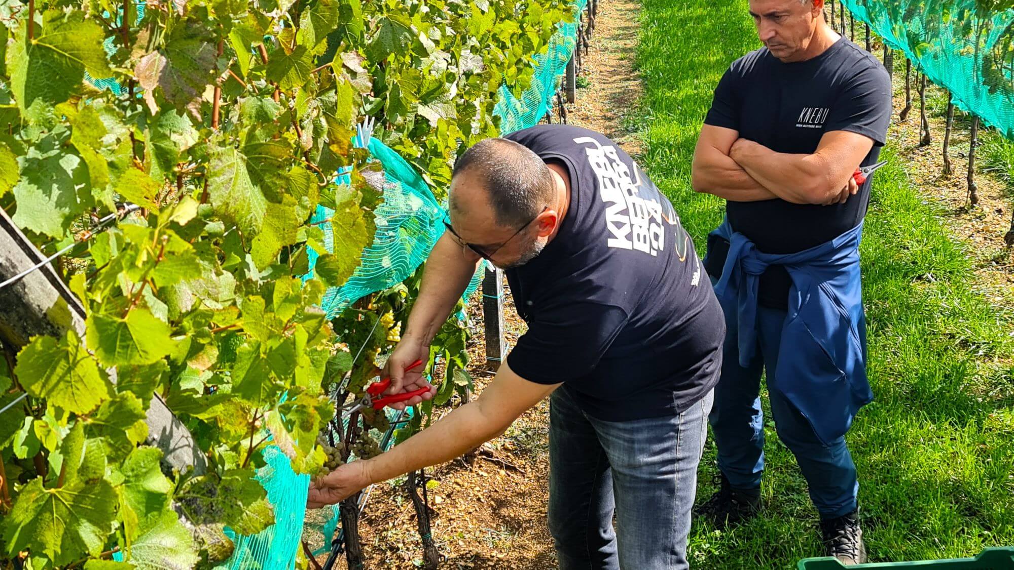 Tomislavgrad, Knebu Winery, Ivica Dilber, Knebu wines, Tomislavgrad, Vinarija Knebu, Ivica Dilber, Vina Knebu,