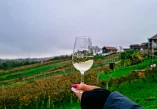 wine & walk Ludbreg, wine & walk, Ludbreg, Otok mladosti, centar svijeta, Vinarija Stručić, Vinska Kuća Kirić, Udruga vinogradara Trsek Ludbreg, Udruga vinogradara i vinara Grački grozdek,  DeMar vina, Mala kuća Graci,  wine & walk Ludbreg, wine & walk, Ludbreg, Island of Youth, center of the world, Winery Stručić, Wine House Kirić, Association of winegrowers Trsek Ludbreg, Association of winegrowers and winegrowers Grački grozdek, DeMar wines, Mala kuća Graci,