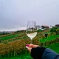 wine & walk Ludbreg, wine & walk, Ludbreg, Otok mladosti, centar svijeta, Vinarija Stručić, Vinska Kuća Kirić, Udruga vinogradara Trsek Ludbreg, Udruga vinogradara i vinara Grački grozdek,  DeMar vina, Mala kuća Graci,  wine & walk Ludbreg, wine & walk, Ludbreg, Island of Youth, center of the world, Winery Stručić, Wine House Kirić, Association of winegrowers Trsek Ludbreg, Association of winegrowers and winegrowers Grački grozdek, DeMar wines, Mala kuća Graci,