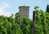 Bosna i Hercegovina, Bosna i Hercegovina sorte vina, Bosna i Hercegovina vino, najpoznatije sorte vina, sorte vina u Bosni i Hercegovini, sorte vina u Hercegovini, Žilavka, Blatina, Trnjak, autohtona crna sorta u hercegovini, autohtone sorte u hercegovini, autohtone sorte u bosni i hercegovini, autohtone sorte vina u hercegovini, autohtone sorte vina, Bosnia and Herzegovina, Bosnia and Herzegovina wine varieties, Bosnia and Herzegovina wine, the most famous wine varieties, wine varieties in Bosnia and Herzegovina, wine varieties in Herzegovina, Žilavka, Blatina, Trnjak, indigenous black variety in Herzegovina, indigenous varieties in Herzegovina, indigenous varieties in Bosnia and Herzegovina, indigenous wine varieties in Herzegovina, indigenous wine varieties,