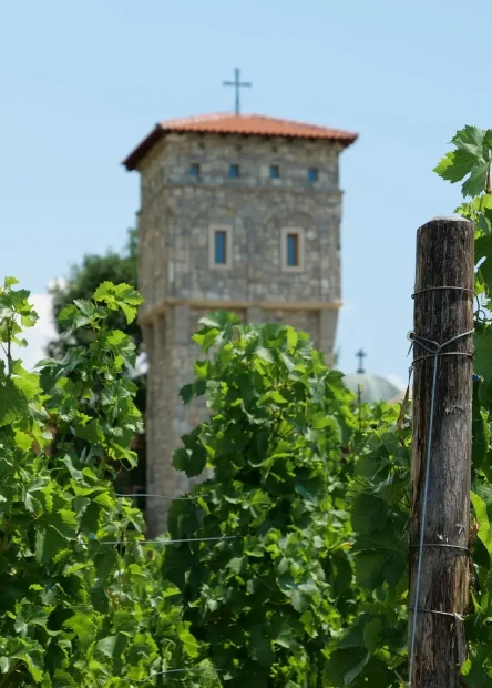 Bosna i Hercegovina, Bosna i Hercegovina sorte vina, Bosna i Hercegovina vino, najpoznatije sorte vina, sorte vina u Bosni i Hercegovini, sorte vina u Hercegovini, Žilavka, Blatina, Trnjak, autohtona crna sorta u hercegovini, autohtone sorte u hercegovini, autohtone sorte u bosni i hercegovini, autohtone sorte vina u hercegovini, autohtone sorte vina, Bosnia and Herzegovina, Bosnia and Herzegovina wine varieties, Bosnia and Herzegovina wine, the most famous wine varieties, wine varieties in Bosnia and Herzegovina, wine varieties in Herzegovina, Žilavka, Blatina, Trnjak, indigenous black variety in Herzegovina, indigenous varieties in Herzegovina, indigenous varieties in Bosnia and Herzegovina, indigenous wine varieties in Herzegovina, indigenous wine varieties,