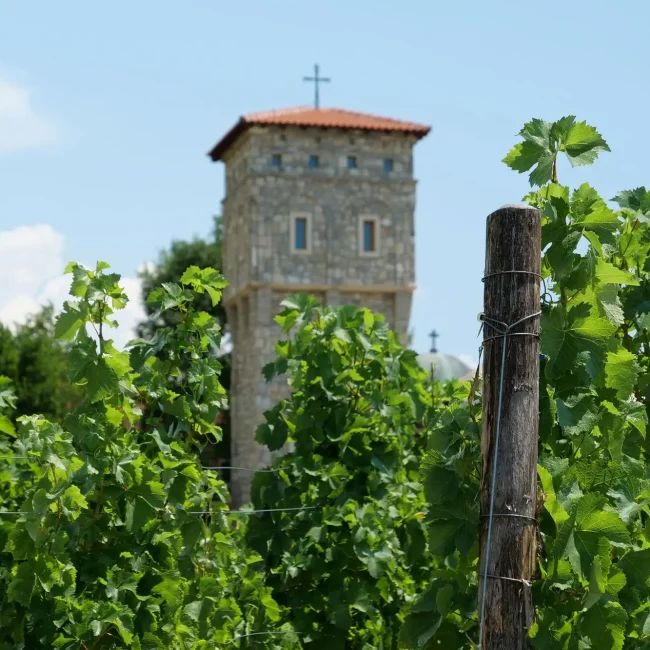 Bosna i Hercegovina, Bosna i Hercegovina sorte vina, Bosna i Hercegovina vino, najpoznatije sorte vina, sorte vina u Bosni i Hercegovini, sorte vina u Hercegovini, Žilavka, Blatina, Trnjak, autohtona crna sorta u hercegovini, autohtone sorte u hercegovini, autohtone sorte u bosni i hercegovini, autohtone sorte vina u hercegovini, autohtone sorte vina, Bosnia and Herzegovina, Bosnia and Herzegovina wine varieties, Bosnia and Herzegovina wine, the most famous wine varieties, wine varieties in Bosnia and Herzegovina, wine varieties in Herzegovina, Žilavka, Blatina, Trnjak, indigenous black variety in Herzegovina, indigenous varieties in Herzegovina, indigenous varieties in Bosnia and Herzegovina, indigenous wine varieties in Herzegovina, indigenous wine varieties,