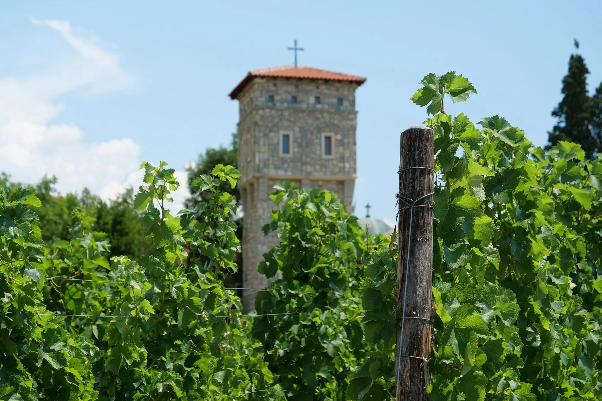 Bosna i Hercegovina, Bosna i Hercegovina sorte vina, Bosna i Hercegovina vino, najpoznatije sorte vina, sorte vina u Bosni i Hercegovini, sorte vina u Hercegovini, Žilavka, Blatina, Trnjak, autohtona crna sorta u hercegovini, autohtone sorte u hercegovini, autohtone sorte u bosni i hercegovini, autohtone sorte vina u hercegovini, autohtone sorte vina, Bosnia and Herzegovina, Bosnia and Herzegovina wine varieties, Bosnia and Herzegovina wine, the most famous wine varieties, wine varieties in Bosnia and Herzegovina, wine varieties in Herzegovina, Žilavka, Blatina, Trnjak, indigenous black variety in Herzegovina, indigenous varieties in Herzegovina, indigenous varieties in Bosnia and Herzegovina, indigenous wine varieties in Herzegovina, indigenous wine varieties,