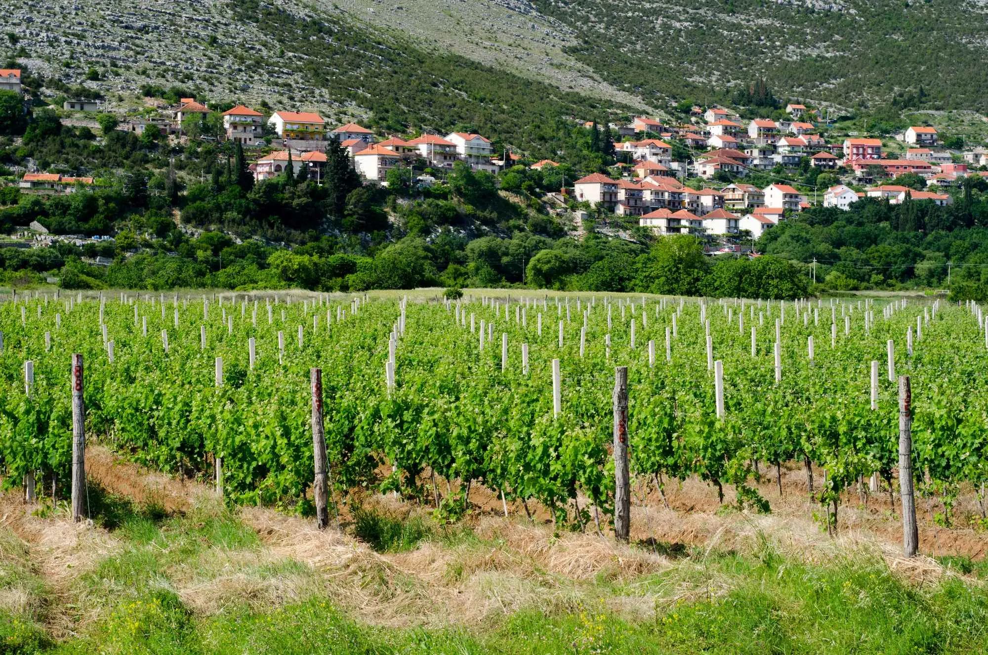 Bosna i Hercegovina, Bosna i Hercegovina sorte vina, Bosna i Hercegovina vino, najpoznatije sorte vina, sorte vina u Bosni i Hercegovini, sorte vina u Hercegovini, Žilavka, Blatina, Trnjak, autohtona crna sorta u hercegovini, autohtone sorte u hercegovini, autohtone sorte u bosni i hercegovini, autohtone sorte vina u hercegovini, autohtone sorte vina,Bosnia and Herzegovina, Bosnia and Herzegovina wine varieties, Bosnia and Herzegovina wine, the most famous wine varieties, wine varieties in Bosnia and Herzegovina, wine varieties in Herzegovina, Žilavka, Blatina, Trnjak, indigenous black variety in Herzegovina, indigenous varieties in Herzegovina, indigenous varieties in Bosnia and Herzegovina, indigenous wine varieties in Herzegovina, indigenous wine varieties,