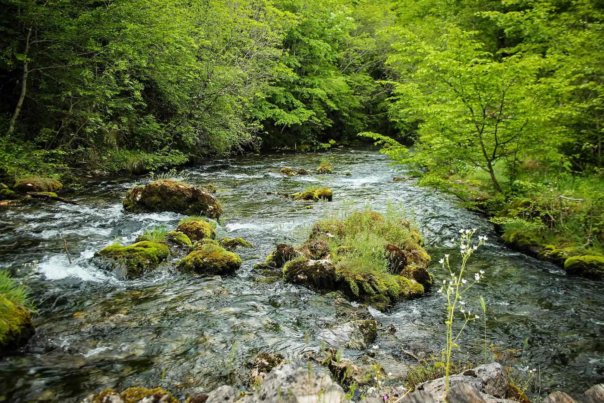 rijeke u Bosni i Hercegovini, rijeka Sana, Klekovača, Vitorog, Mrkonjić Grad, Ribnik, Ključ, Sanski Most, Prijedor, Novi Grad, Sanica, Ribnik, Dabar, Zdena, Bliha, Kozica, Japra, Gomjenica, kanjon Prizrenac,Prizren, rijeka sana, bioraznolikost rijeke sana, prirodne ljepote rijeke sana, aktivnosti na rijeci sana, kulturni značaj rijeke sana, rijeka sana bosna, rijeka sana turizam, rijeka sana atrakcije, prirodni resursi rijeke sana, rijeka sana povijest, rivers in Bosnia and Herzegovina, Sana river, Klekovača, Vitorog, Mrkonjić Grad, Ribnik, Ključ, Sanski Most, Prijedor, Novi Grad, Sanica, Ribnik, Dabar, Zdena, Bliha, Kozica, Japra, Gomjenica, Prizrenac canyon, Prizren, Sana river, biodiversity of the Sana river, natural beauty of the Sana river, activities on the Sana river, cultural significance of the Sana river, Sana river Bosnia, Sana river tourism, Sana river attractions, natural resources sana river, sana river history,