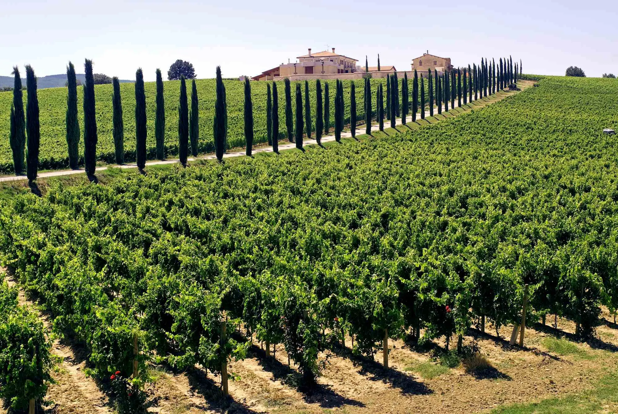 Pijemont, Barolo, Barbaresco, Nebbiolo, Barbere, Moscato d'Asti, Firenca, Siena, Toskana, Sangiovese, Chianti Classico, Brunello di Montalcino, Vino Nobile di Montepulciano, Veneto, Prosecco, Glera, Valpolicelli, Amarone, Lambrusco, Soave, Sangiovese di Romagna, Trentino-Alto Adigea, Pinot Grigio, Gewürztraminer, Müller-Thurgau, Lagrein, Teroldego, Friulano, Ribolla Gialla, Sauvignon Blanc, Friuli, Franciacorta, Chardonnay, Pinot Nero, Lombardija, Valtellina,Chiavennasca, Umbrija, Sagrantino di Montefalco, Orvieto, Kalabrija, Gaglioppo, Ciro, koja talijanska vina probati, Nerello Mascalese, Nero d'Avola, Grillo, Marsala, Zibibbo, Cannonau, Vermentino di Gallura, vinske regije Italije, talijanska vina, vino Italija, sorte grožđa Italija, vino i hrana, putovanje Italijom, eno-gastronomija Italija, Fiano, Greco, Aglianico, Primitivo, Zinfandel, Negroamaro, Aglianico, Aglianico del Vulture, Piedmont, Barolo, Barbaresco, Nebbiolo, Barbere, Moscato d'Asti, Florence, Siena, Tuscany, Sangiovese, Chianti Classico, Brunello di Montalcino, Vino Nobile di Montepulciano, Veneto, Prosecco, Glera, Valpolicelli, Amarone, Lambrusco, Soave, Sangiovese di Romagna, Trentino-Alto Adigea, Pinot Grigio, Gewürztraminer, Müller-Thurgau, Lagrein, Teroldego, Friulano, Ribolla Gialla, Sauvignon Blanc, Friuli, Franciacorta, Chardonnay, Pinot Nero, Lombardy, Valtellina, Chiavennasca, Umbria, Sagrantino di Montefalco, Orvieto, Calabria, Gaglioppo, Ciro, which Italian wines to try, Nerello Mascalese, Nero d'Avola, Grillo, Marsala, Zibibbo, Cannonau, Vermentino di Gallura, wine regions of Italy, Italian wines, wine Italy, grape varieties Italy, wine and food, travel Italy, eno-gastronomy Italy,Fiano, Greco, Aglianico, Primitivo, Zinfandel, Negroamaro, Aglianico, Aglianico del Vulture,