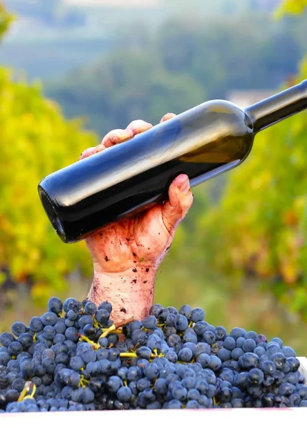 Pijemont, Barolo, Barbaresco, Nebbiolo, Barbere, Moscato d'Asti, Firenca, Siena, Toskana, Sangiovese, Chianti Classico, Brunello di Montalcino, Vino Nobile di Montepulciano, Veneto, Prosecco, Glera, Valpolicelli, Amarone, Lambrusco, Soave, Sangiovese di Romagna, Trentino-Alto Adigea, Pinot Grigio, Gewürztraminer, Müller-Thurgau, Lagrein, Teroldego, Friulano, Ribolla Gialla, Sauvignon Blanc, Friuli, Franciacorta, Chardonnay, Pinot Nero, Lombardija, Valtellina,Chiavennasca, Umbrija, Sagrantino di Montefalco, Orvieto, Kalabrija, Gaglioppo, Ciro, koja talijanska vina probati, Nerello Mascalese, Nero d'Avola, Grillo, Marsala, Zibibbo, Cannonau, Vermentino di Gallura, vinske regije Italije, talijanska vina, vino Italija, sorte grožđa Italija, vino i hrana, putovanje Italijom, eno-gastronomija Italija, Fiano, Greco, Aglianico, Primitivo, Zinfandel, Negroamaro, Aglianico, Aglianico del Vulture,  Piedmont, Barolo, Barbaresco, Nebbiolo, Barbere, Moscato d'Asti, Florence, Siena, Tuscany, Sangiovese, Chianti Classico, Brunello di Montalcino, Vino Nobile di Montepulciano, Veneto, Prosecco, Glera, Valpolicelli, Amarone, Lambrusco, Soave, Sangiovese di Romagna, Trentino-Alto Adigea, Pinot Grigio, Gewürztraminer, Müller-Thurgau, Lagrein, Teroldego, Friulano, Ribolla Gialla, Sauvignon Blanc, Friuli, Franciacorta, Chardonnay, Pinot Nero, Lombardy, Valtellina, Chiavennasca, Umbria, Sagrantino di Montefalco, Orvieto, Calabria, Gaglioppo, Ciro, which Italian wines to try, Nerello Mascalese, Nero d'Avola, Grillo, Marsala, Zibibbo, Cannonau, Vermentino di Gallura, wine regions of Italy, Italian wines, wine Italy, grape varieties Italy, wine and food, travel Italy, eno-gastronomy Italy,Fiano, Greco, Aglianico, Primitivo, Zinfandel, Negroamaro, Aglianico, Aglianico del Vulture,