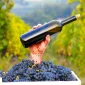 Pijemont, Barolo, Barbaresco, Nebbiolo, Barbere, Moscato d'Asti, Firenca, Siena, Toskana, Sangiovese, Chianti Classico, Brunello di Montalcino, Vino Nobile di Montepulciano, Veneto, Prosecco, Glera, Valpolicelli, Amarone, Lambrusco, Soave, Sangiovese di Romagna, Trentino-Alto Adigea, Pinot Grigio, Gewürztraminer, Müller-Thurgau, Lagrein, Teroldego, Friulano, Ribolla Gialla, Sauvignon Blanc, Friuli, Franciacorta, Chardonnay, Pinot Nero, Lombardija, Valtellina,Chiavennasca, Umbrija, Sagrantino di Montefalco, Orvieto, Kalabrija, Gaglioppo, Ciro, koja talijanska vina probati, Nerello Mascalese, Nero d'Avola, Grillo, Marsala, Zibibbo, Cannonau, Vermentino di Gallura, vinske regije Italije, talijanska vina, vino Italija, sorte grožđa Italija, vino i hrana, putovanje Italijom, eno-gastronomija Italija, Fiano, Greco, Aglianico, Primitivo, Zinfandel, Negroamaro, Aglianico, Aglianico del Vulture,  Piedmont, Barolo, Barbaresco, Nebbiolo, Barbere, Moscato d'Asti, Florence, Siena, Tuscany, Sangiovese, Chianti Classico, Brunello di Montalcino, Vino Nobile di Montepulciano, Veneto, Prosecco, Glera, Valpolicelli, Amarone, Lambrusco, Soave, Sangiovese di Romagna, Trentino-Alto Adigea, Pinot Grigio, Gewürztraminer, Müller-Thurgau, Lagrein, Teroldego, Friulano, Ribolla Gialla, Sauvignon Blanc, Friuli, Franciacorta, Chardonnay, Pinot Nero, Lombardy, Valtellina, Chiavennasca, Umbria, Sagrantino di Montefalco, Orvieto, Calabria, Gaglioppo, Ciro, which Italian wines to try, Nerello Mascalese, Nero d'Avola, Grillo, Marsala, Zibibbo, Cannonau, Vermentino di Gallura, wine regions of Italy, Italian wines, wine Italy, grape varieties Italy, wine and food, travel Italy, eno-gastronomy Italy,Fiano, Greco, Aglianico, Primitivo, Zinfandel, Negroamaro, Aglianico, Aglianico del Vulture,