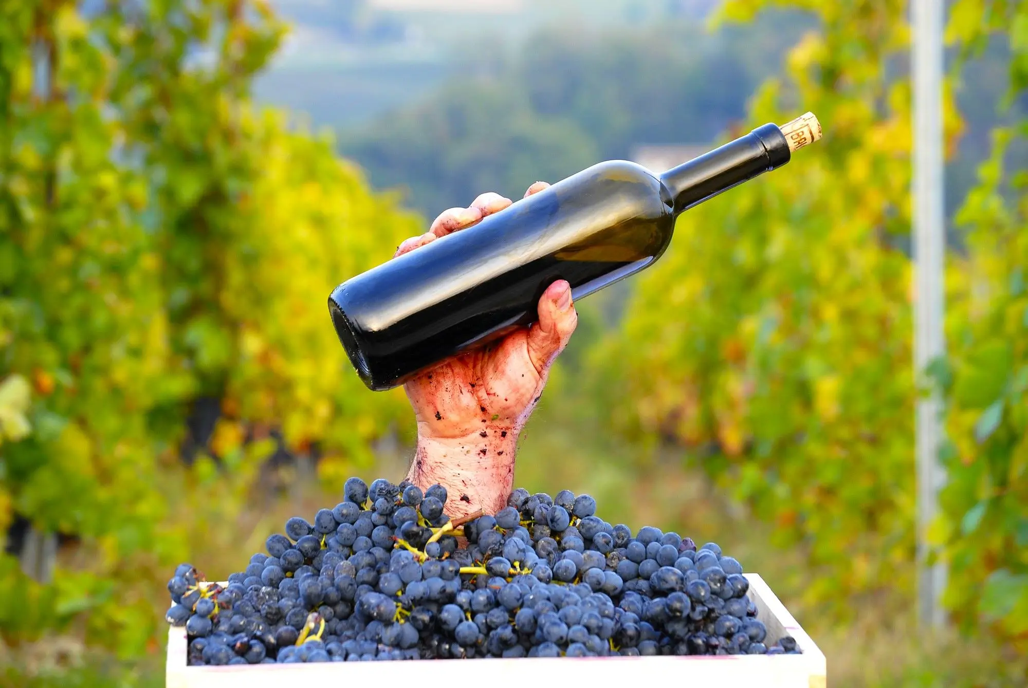 Pijemont, Barolo, Barbaresco, Nebbiolo, Barbere, Moscato d'Asti, Firenca, Siena, Toskana, Sangiovese, Chianti Classico, Brunello di Montalcino, Vino Nobile di Montepulciano, Veneto, Prosecco, Glera, Valpolicelli, Amarone, Lambrusco, Soave, Sangiovese di Romagna, Trentino-Alto Adigea, Pinot Grigio, Gewürztraminer, Müller-Thurgau, Lagrein, Teroldego, Friulano, Ribolla Gialla, Sauvignon Blanc, Friuli, Franciacorta, Chardonnay, Pinot Nero, Lombardija, Valtellina,Chiavennasca, Umbrija, Sagrantino di Montefalco, Orvieto, Kalabrija, Gaglioppo, Ciro, koja talijanska vina probati, Nerello Mascalese, Nero d'Avola, Grillo, Marsala, Zibibbo, Cannonau, Vermentino di Gallura, vinske regije Italije, talijanska vina, vino Italija, sorte grožđa Italija, vino i hrana, putovanje Italijom, eno-gastronomija Italija, Fiano, Greco, Aglianico, Primitivo, Zinfandel, Negroamaro, Aglianico, Aglianico del Vulture,  Piedmont, Barolo, Barbaresco, Nebbiolo, Barbere, Moscato d'Asti, Florence, Siena, Tuscany, Sangiovese, Chianti Classico, Brunello di Montalcino, Vino Nobile di Montepulciano, Veneto, Prosecco, Glera, Valpolicelli, Amarone, Lambrusco, Soave, Sangiovese di Romagna, Trentino-Alto Adigea, Pinot Grigio, Gewürztraminer, Müller-Thurgau, Lagrein, Teroldego, Friulano, Ribolla Gialla, Sauvignon Blanc, Friuli, Franciacorta, Chardonnay, Pinot Nero, Lombardy, Valtellina, Chiavennasca, Umbria, Sagrantino di Montefalco, Orvieto, Calabria, Gaglioppo, Ciro, which Italian wines to try, Nerello Mascalese, Nero d'Avola, Grillo, Marsala, Zibibbo, Cannonau, Vermentino di Gallura, wine regions of Italy, Italian wines, wine Italy, grape varieties Italy, wine and food, travel Italy, eno-gastronomy Italy,Fiano, Greco, Aglianico, Primitivo, Zinfandel, Negroamaro, Aglianico, Aglianico del Vulture,