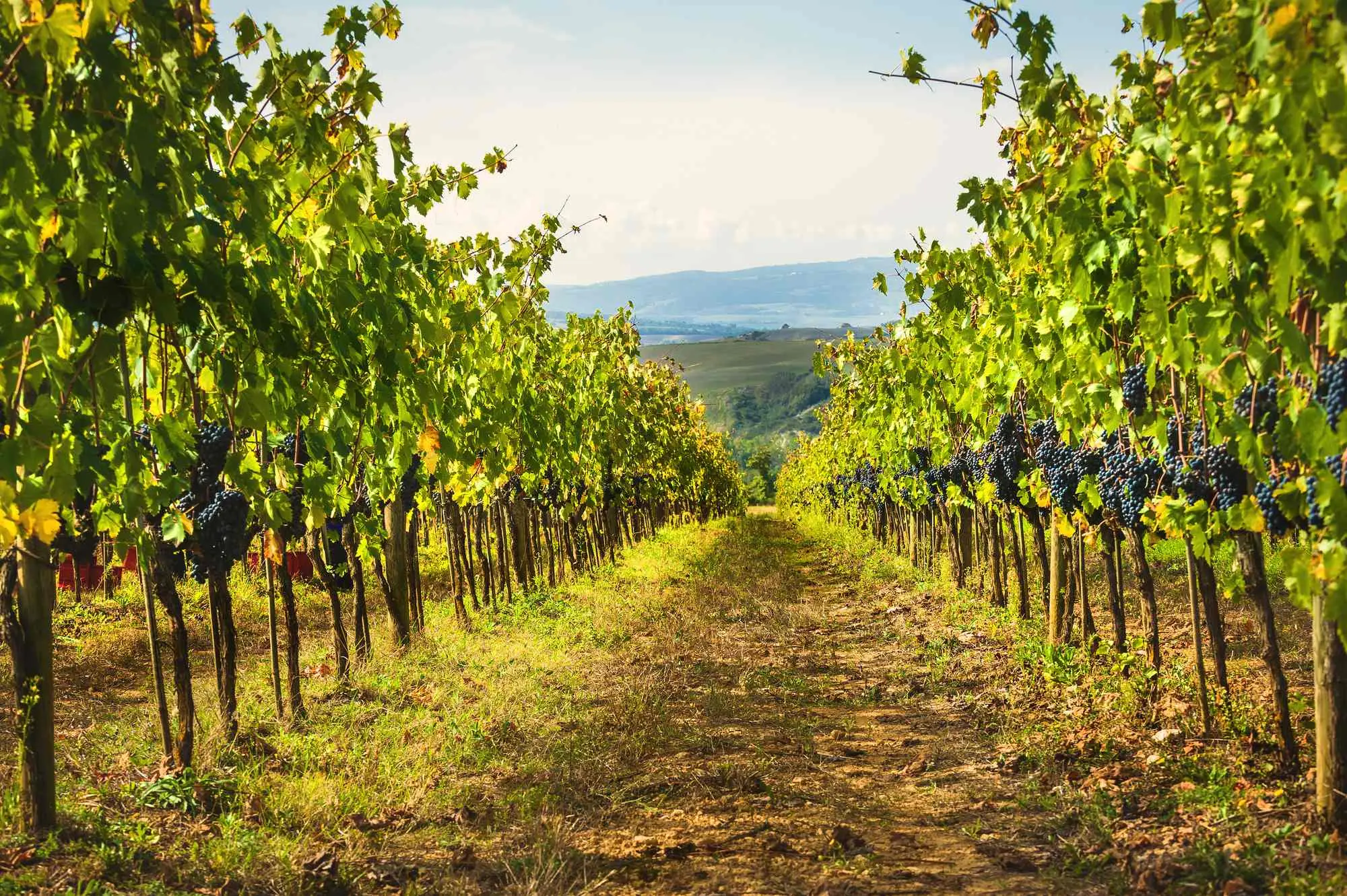 Pijemont, Barolo, Barbaresco, Nebbiolo, Barbere, Moscato d'Asti, Firenca, Siena, Toskana, Sangiovese, Chianti Classico, Brunello di Montalcino, Vino Nobile di Montepulciano, Veneto, Prosecco, Glera, Valpolicelli, Amarone, Lambrusco, Soave, Sangiovese di Romagna, Trentino-Alto Adigea, Pinot Grigio, Gewürztraminer, Müller-Thurgau, Lagrein, Teroldego, Friulano, Ribolla Gialla, Sauvignon Blanc, Friuli, Franciacorta, Chardonnay, Pinot Nero, Lombardija, Valtellina,Chiavennasca, Umbrija, Sagrantino di Montefalco, Orvieto, Kalabrija, Gaglioppo, Ciro, koja talijanska vina probati, Nerello Mascalese, Nero d'Avola, Grillo, Marsala, Zibibbo, Cannonau, Vermentino di Gallura, vinske regije Italije, talijanska vina, vino Italija, sorte grožđa Italija, vino i hrana, putovanje Italijom, eno-gastronomija Italija, Fiano, Greco, Aglianico, Primitivo, Zinfandel, Negroamaro, Aglianico, Aglianico del Vulture, Piedmont, Barolo, Barbaresco, Nebbiolo, Barbere, Moscato d'Asti, Florence, Siena, Tuscany, Sangiovese, Chianti Classico, Brunello di Montalcino, Vino Nobile di Montepulciano, Veneto, Prosecco, Glera, Valpolicelli, Amarone, Lambrusco, Soave, Sangiovese di Romagna, Trentino-Alto Adigea, Pinot Grigio, Gewürztraminer, Müller-Thurgau, Lagrein, Teroldego, Friulano, Ribolla Gialla, Sauvignon Blanc, Friuli, Franciacorta, Chardonnay, Pinot Nero, Lombardy, Valtellina, Chiavennasca, Umbria, Sagrantino di Montefalco, Orvieto, Calabria, Gaglioppo, Ciro, which Italian wines to try, Nerello Mascalese, Nero d'Avola, Grillo, Marsala, Zibibbo, Cannonau, Vermentino di Gallura, wine regions of Italy, Italian wines, wine Italy, grape varieties Italy, wine and food, travel Italy, eno-gastronomy Italy,Fiano, Greco, Aglianico, Primitivo, Zinfandel, Negroamaro, Aglianico, Aglianico del Vulture,