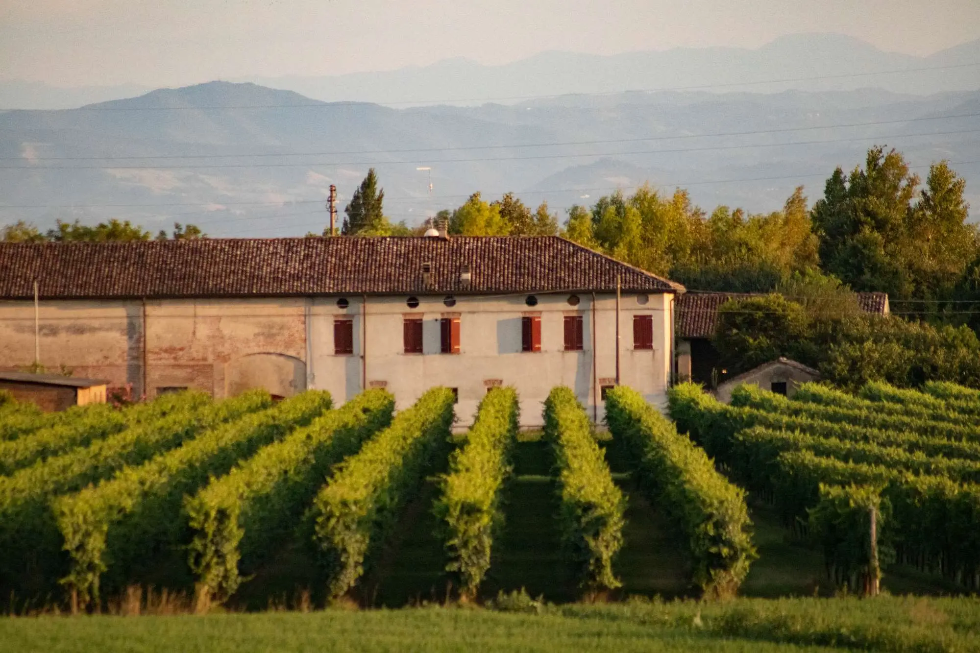 Pijemont, Barolo, Barbaresco, Nebbiolo, Barbere, Moscato d'Asti, Firenca, Siena, Toskana, Sangiovese, Chianti Classico, Brunello di Montalcino, Vino Nobile di Montepulciano, Veneto, Prosecco, Glera, Valpolicelli, Amarone, Lambrusco, Soave, Sangiovese di Romagna, Trentino-Alto Adigea, Pinot Grigio, Gewürztraminer, Müller-Thurgau, Lagrein, Teroldego, Friulano, Ribolla Gialla, Sauvignon Blanc, Friuli, Franciacorta, Chardonnay, Pinot Nero, Lombardija, Valtellina,Chiavennasca, Umbrija, Sagrantino di Montefalco, Orvieto, Kalabrija, Gaglioppo, Ciro, koja talijanska vina probati, Nerello Mascalese, Nero d'Avola, Grillo, Marsala, Zibibbo, Cannonau, Vermentino di Gallura, vinske regije Italije, talijanska vina, vino Italija, sorte grožđa Italija, vino i hrana, putovanje Italijom, eno-gastronomija Italija, Fiano, Greco, Aglianico, Primitivo, Zinfandel, Negroamaro, Aglianico, Aglianico del Vulture, Piedmont, Barolo, Barbaresco, Nebbiolo, Barbere, Moscato d'Asti, Florence, Siena, Tuscany, Sangiovese, Chianti Classico, Brunello di Montalcino, Vino Nobile di Montepulciano, Veneto, Prosecco, Glera, Valpolicelli, Amarone, Lambrusco, Soave, Sangiovese di Romagna, Trentino-Alto Adigea, Pinot Grigio, Gewürztraminer, Müller-Thurgau, Lagrein, Teroldego, Friulano, Ribolla Gialla, Sauvignon Blanc, Friuli, Franciacorta, Chardonnay, Pinot Nero, Lombardy, Valtellina, Chiavennasca, Umbria, Sagrantino di Montefalco, Orvieto, Calabria, Gaglioppo, Ciro, which Italian wines to try, Nerello Mascalese, Nero d'Avola, Grillo, Marsala, Zibibbo, Cannonau, Vermentino di Gallura, wine regions of Italy, Italian wines, wine Italy, grape varieties Italy, wine and food, travel Italy, eno-gastronomy Italy,Fiano, Greco, Aglianico, Primitivo, Zinfandel, Negroamaro, Aglianico, Aglianico del Vulture,
