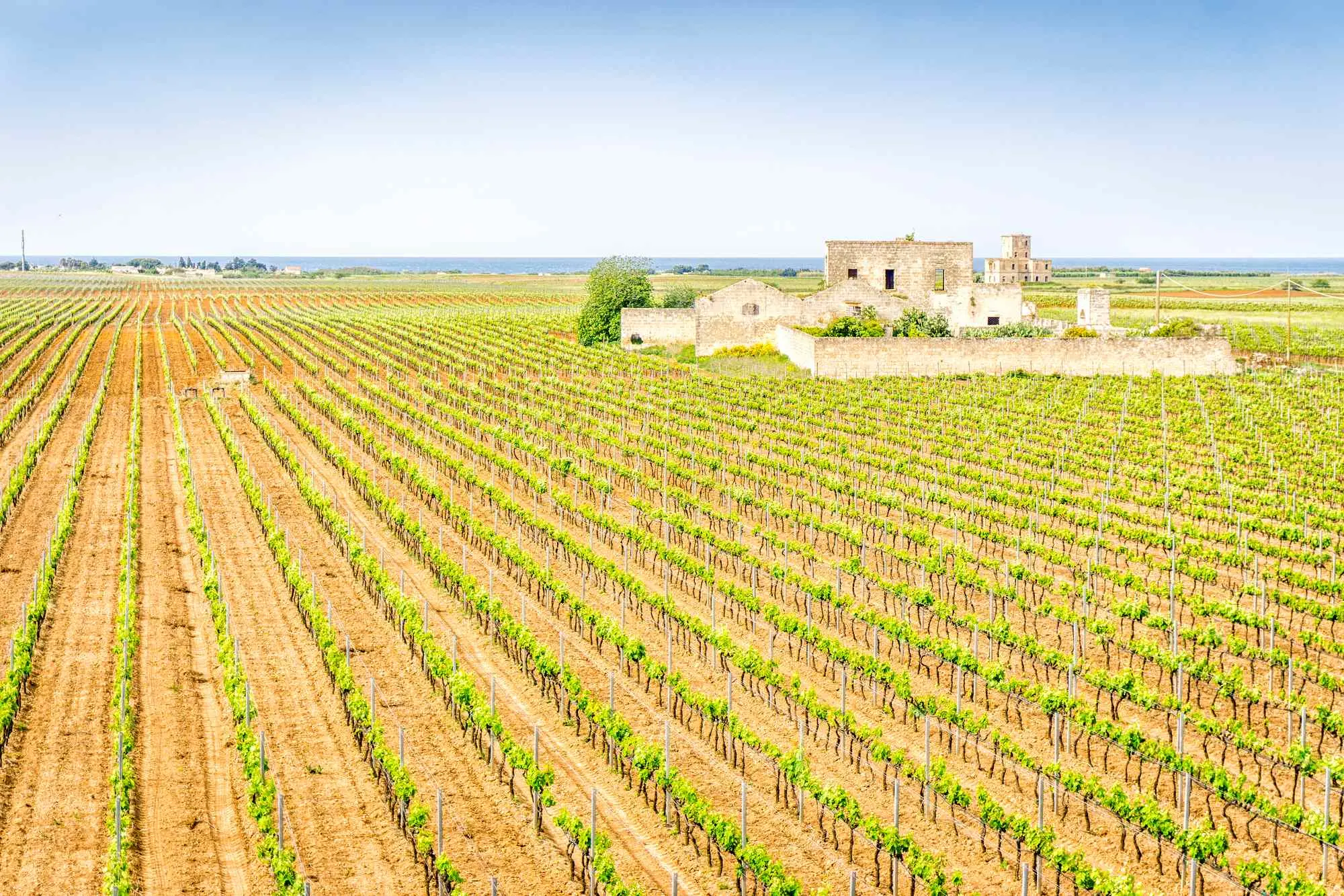 Pijemont, Barolo, Barbaresco, Nebbiolo, Barbere, Moscato d'Asti, Firenca, Siena, Toskana, Sangiovese, Chianti Classico, Brunello di Montalcino, Vino Nobile di Montepulciano, Veneto, Prosecco, Glera, Valpolicelli, Amarone, Lambrusco, Soave, Sangiovese di Romagna, Trentino-Alto Adigea, Pinot Grigio, Gewürztraminer, Müller-Thurgau, Lagrein, Teroldego, Friulano, Ribolla Gialla, Sauvignon Blanc, Friuli, Franciacorta, Chardonnay, Pinot Nero, Lombardija, Valtellina,Chiavennasca, Umbrija, Sagrantino di Montefalco, Orvieto, Kalabrija, Gaglioppo, Ciro, koja talijanska vina probati, Nerello Mascalese, Nero d'Avola, Grillo, Marsala, Zibibbo, Cannonau, Vermentino di Gallura, vinske regije Italije, talijanska vina, vino Italija, sorte grožđa Italija, vino i hrana, putovanje Italijom, eno-gastronomija Italija, Fiano, Greco, Aglianico, Primitivo, Zinfandel, Negroamaro, Aglianico, Aglianico del Vulture, Piedmont, Barolo, Barbaresco, Nebbiolo, Barbere, Moscato d'Asti, Florence, Siena, Tuscany, Sangiovese, Chianti Classico, Brunello di Montalcino, Vino Nobile di Montepulciano, Veneto, Prosecco, Glera, Valpolicelli, Amarone, Lambrusco, Soave, Sangiovese di Romagna, Trentino-Alto Adigea, Pinot Grigio, Gewürztraminer, Müller-Thurgau, Lagrein, Teroldego, Friulano, Ribolla Gialla, Sauvignon Blanc, Friuli, Franciacorta, Chardonnay, Pinot Nero, Lombardy, Valtellina, Chiavennasca, Umbria, Sagrantino di Montefalco, Orvieto, Calabria, Gaglioppo, Ciro, which Italian wines to try, Nerello Mascalese, Nero d'Avola, Grillo, Marsala, Zibibbo, Cannonau, Vermentino di Gallura, wine regions of Italy, Italian wines, wine Italy, grape varieties Italy, wine and food, travel Italy, eno-gastronomy Italy,Fiano, Greco, Aglianico, Primitivo, Zinfandel, Negroamaro, Aglianico, Aglianico del Vulture,