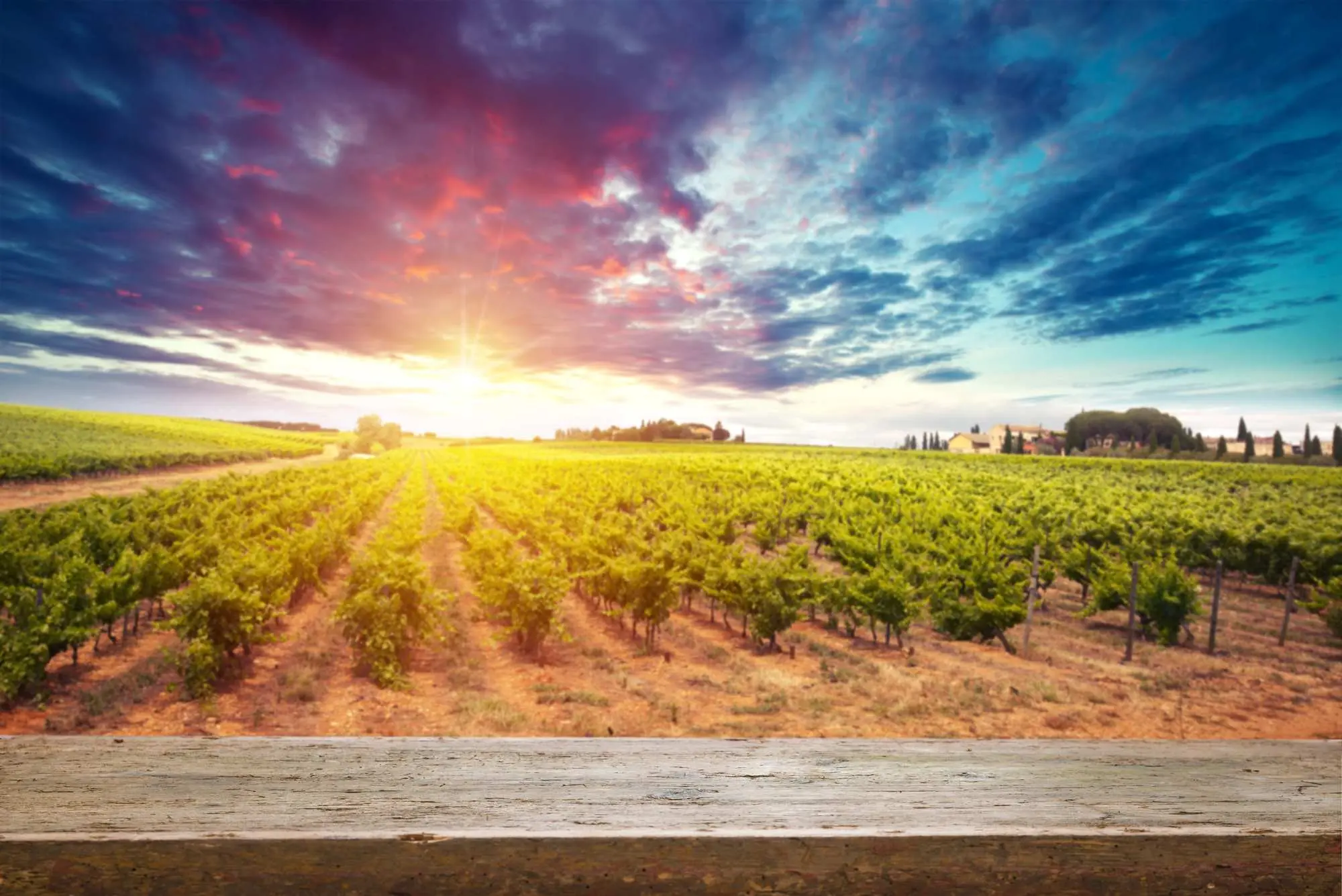 Pijemont, Barolo, Barbaresco, Nebbiolo, Barbere, Moscato d'Asti, Firenca, Siena, Toskana, Sangiovese, Chianti Classico, Brunello di Montalcino, Vino Nobile di Montepulciano, Veneto, Prosecco, Glera, Valpolicelli, Amarone, Lambrusco, Soave, Sangiovese di Romagna, Trentino-Alto Adigea, Pinot Grigio, Gewürztraminer, Müller-Thurgau, Lagrein, Teroldego, Friulano, Ribolla Gialla, Sauvignon Blanc, Friuli, Franciacorta, Chardonnay, Pinot Nero, Lombardija, Valtellina,Chiavennasca, Umbrija, Sagrantino di Montefalco, Orvieto, Kalabrija, Gaglioppo, Ciro, koja talijanska vina probati, Nerello Mascalese, Nero d'Avola, Grillo, Marsala, Zibibbo, Cannonau, Vermentino di Gallura, vinske regije Italije, talijanska vina, vino Italija, sorte grožđa Italija, vino i hrana, putovanje Italijom, eno-gastronomija Italija, Fiano, Greco, Aglianico, Primitivo, Zinfandel, Negroamaro, Aglianico, Aglianico del Vulture, Piedmont, Barolo, Barbaresco, Nebbiolo, Barbere, Moscato d'Asti, Florence, Siena, Tuscany, Sangiovese, Chianti Classico, Brunello di Montalcino, Vino Nobile di Montepulciano, Veneto, Prosecco, Glera, Valpolicelli, Amarone, Lambrusco, Soave, Sangiovese di Romagna, Trentino-Alto Adigea, Pinot Grigio, Gewürztraminer, Müller-Thurgau, Lagrein, Teroldego, Friulano, Ribolla Gialla, Sauvignon Blanc, Friuli, Franciacorta, Chardonnay, Pinot Nero, Lombardy, Valtellina, Chiavennasca, Umbria, Sagrantino di Montefalco, Orvieto, Calabria, Gaglioppo, Ciro, which Italian wines to try, Nerello Mascalese, Nero d'Avola, Grillo, Marsala, Zibibbo, Cannonau, Vermentino di Gallura, wine regions of Italy, Italian wines, wine Italy, grape varieties Italy, wine and food, travel Italy, eno-gastronomy Italy,Fiano, Greco, Aglianico, Primitivo, Zinfandel, Negroamaro, Aglianico, Aglianico del Vulture,