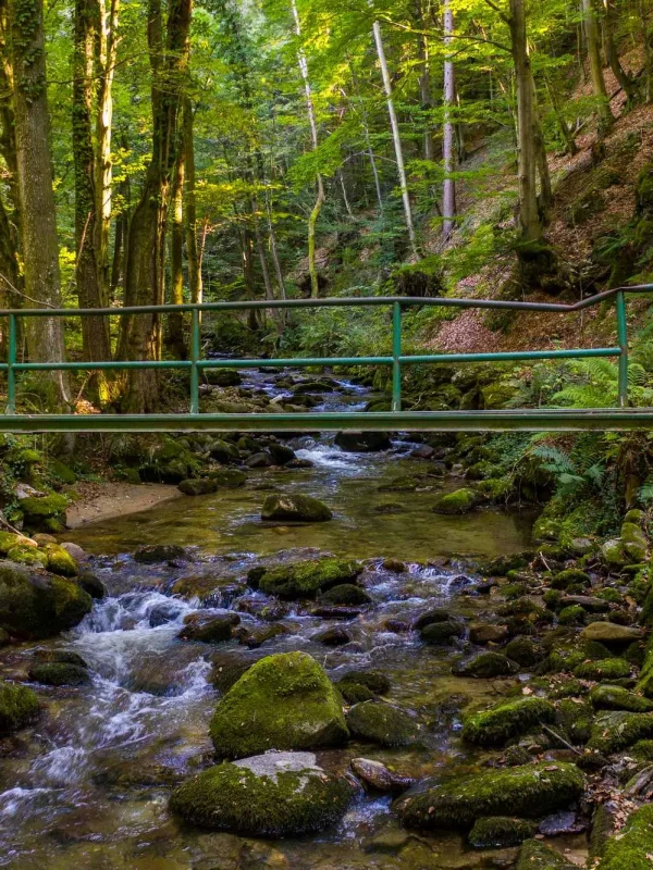 Bistriški vintgar, Soteska Vintgar, Slovenske Bistrice, Pohorje, rijeka Bistrica, slap Šum, Črno jezero, Bistrica vintgar, Soteska Vintgar, Slovenske Bistrice, Pohorje, Bistrica river, Šum waterfall, Črno jezero, Bistriški vintgar, Soteška vintgar, Slovenska Bistrica, Pohorje, reka Bistrica, slap Šum, Črno jezero,