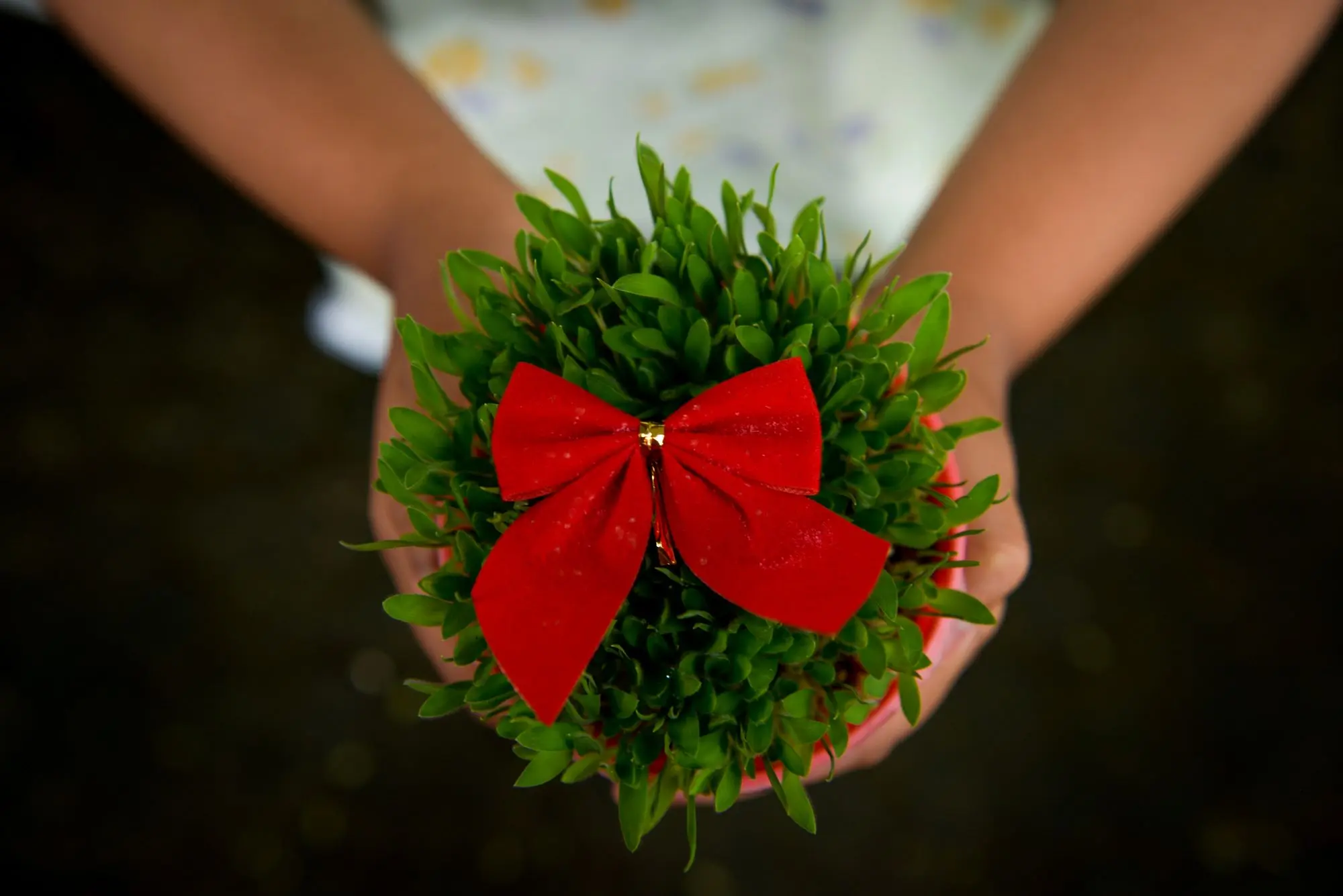 kako posijati božićnu pšenicu, kada posijati božićnu pšenicu, sadnja pšenice, blagdan svete Barbare, sveta Lucija, barbarino žito, sveta lucija, sveta barbara, božićni običaji, božićna pšenica,how to sow Christmas wheat, when to sow Christmas wheat, planting wheat, feast of Saint Barbara, Saint Lucia, barbarian wheat, Saint Lucia, Saint Barbara, Christmas customs, Christmas wheat 